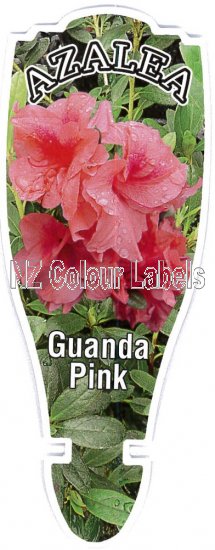 AZALEA Evergreen GUANDA PINK - Click Image to Close