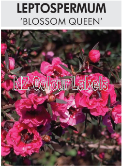 LEPTOSPERMUM BLOSSOM QUEEN - Click Image to Close