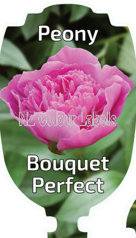 PAEONIA (Peony) Bouquet Perfect - Click Image to Close