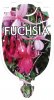 FUCHSIA - GENERAL