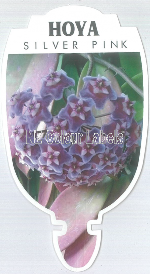 HOYA Silver Pink - Click Image to Close