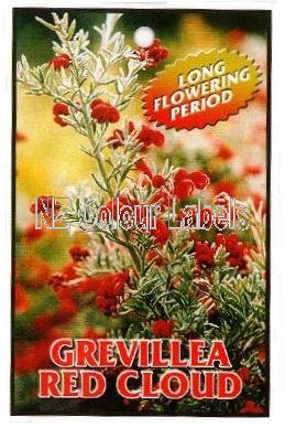 GREVILLEA Red Cloud - Click Image to Close