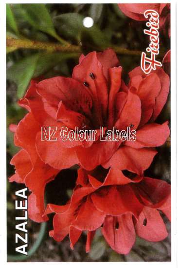 AZALEA Evergreen FIREBIRD - Click Image to Close