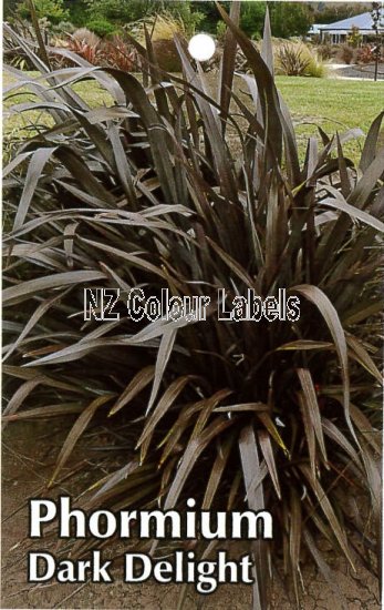 PHORMIUM Dark Delight - Click Image to Close