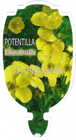 POTENTILLA Elizabeth - Click Image to Close