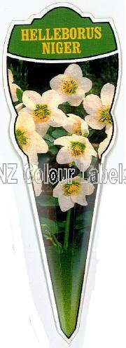 HELLEBORUS niger - Click Image to Close