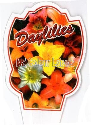 HEMEROCALLIS Species [Daylillies] - Click Image to Close