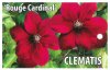 CLEMATIS Rouge Cardinal