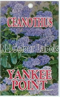 CEANOTHUS Yankee Point - Click Image to Close