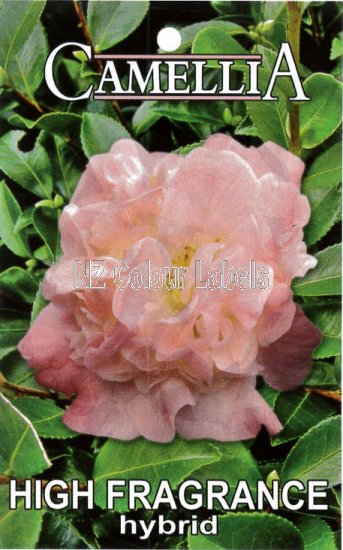 CAMELLIA High Fragrance - Click Image to Close