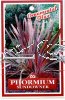 PHORMIUM Sundowner