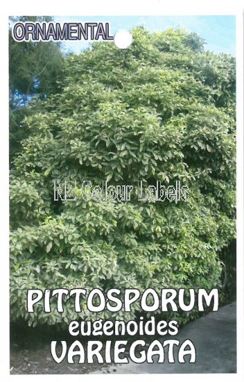 PITTOSPORUM eugeniodes Variegatum - Click Image to Close