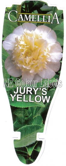 CAMELLIA Jury's Yellow - Click Image to Close