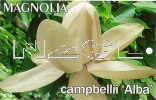 MAGNOLIA campbellii Alba