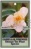 CAMELLIA Sinensis Species