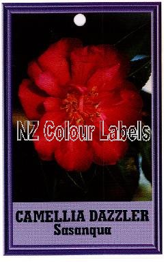 CAMELLIA Dazzler Sasanqua - Click Image to Close