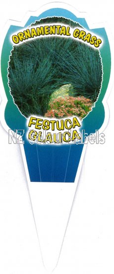 FESTUCA glauca - Click Image to Close