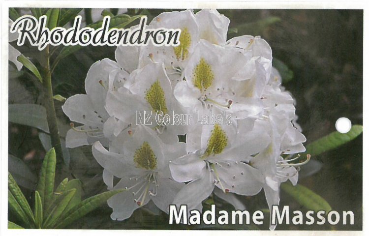 RHODODENDRON Madame Masson - Click Image to Close