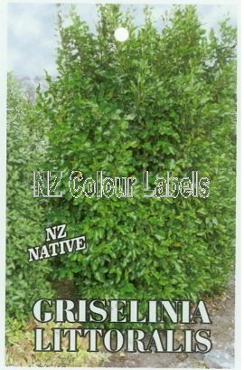 GRISELINIA liitoralis - Click Image to Close