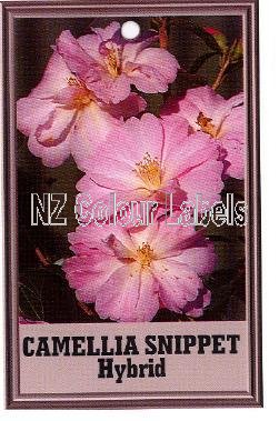 CAMELLIA Snippet Hybrid - Click Image to Close