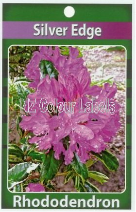 RHODODENDRON Silver Edge - Click Image to Close