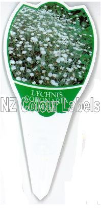 LYCHNIS coronaria Alba - Click Image to Close