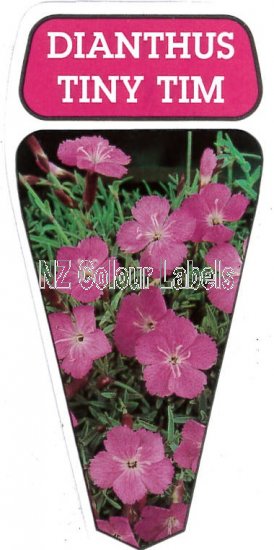 DIANTHUS Tiny Tim - Click Image to Close