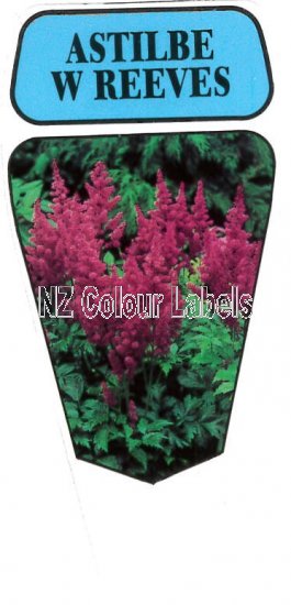 ASTILBE W Reeves - Click Image to Close