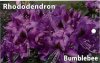 RHODODENDRON Bumble Bee