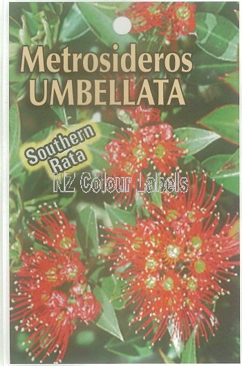 METROSIDEROS umbellata - Click Image to Close