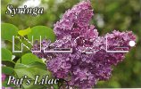 SYRINGA Pats' Lilac