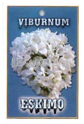 VIBURNUM Eskimo - Click Image to Close