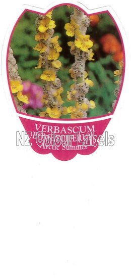 VERBASCUM bombyciferum - Click Image to Close