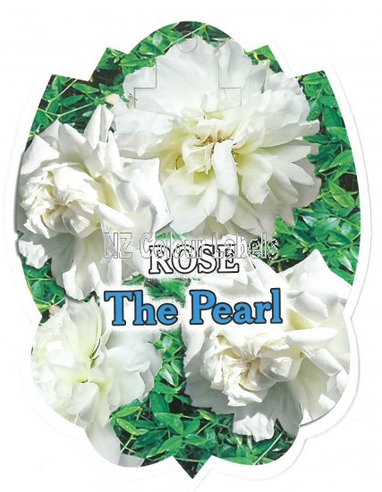 ROSA banksia The Pearl - Click Image to Close