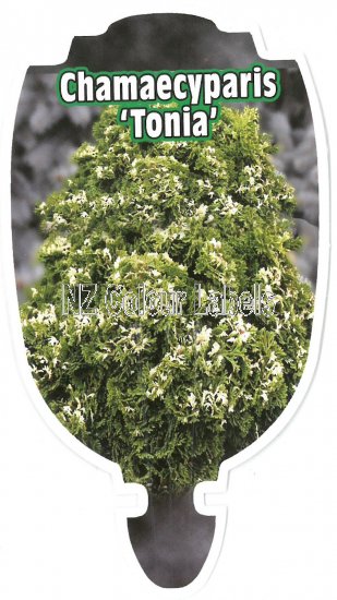 CHAMAECYPARIS obtusa TONIA - Click Image to Close