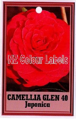 CAMELLIA Glen 40 Japonica - Click Image to Close