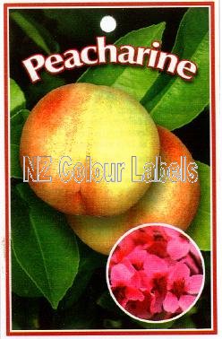 PEACH Peacharine - Click Image to Close