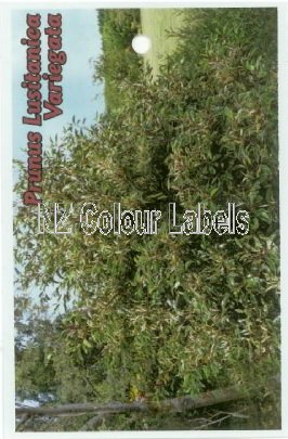 PRUNUS Lusitanica Variegata - Click Image to Close