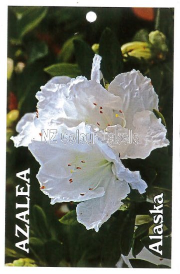 AZALEA Evergreen ALASKA - Click Image to Close