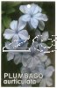 PLUMBAGO auriculata