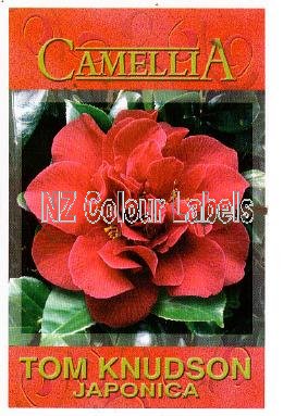 CAMELLIA Tom Knudson - Click Image to Close