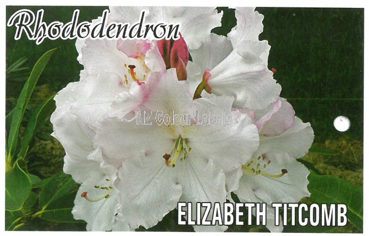 RHODODENDRON Elizabeth Titcomb - Click Image to Close