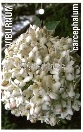 VIBURNUM x carlcephalum - Click Image to Close