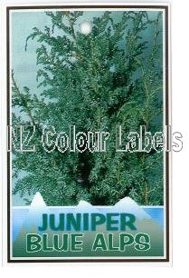 JUNIPERUS chin. Blue Alps - Click Image to Close