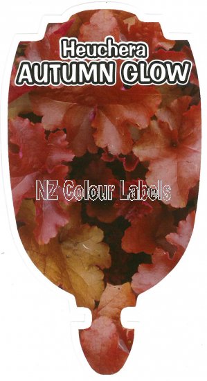 HEUCHERA Autumn Glow - Click Image to Close