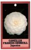 CAMELLIA Frances Councill Japonica