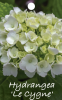 HYDRANGEA Le Cygne