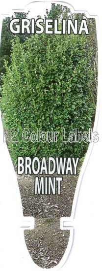 GRISELINIA Broadway Mint - Click Image to Close