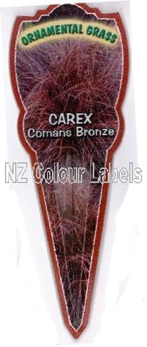 CAREX comans Bronze - Click Image to Close