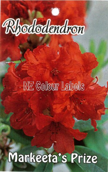 RHODODENDRON Markeetas Prize - Click Image to Close